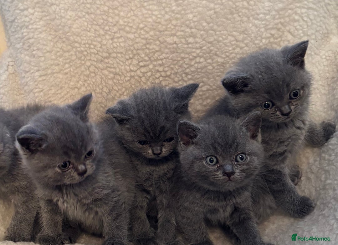 British Shorthair cats for sale: Active champion bloodline BSH kittens GCCF reg in Manchester - Image 4
