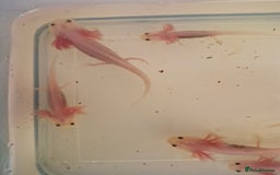 Pond Fish fish for sale: Juvenile Axolotils - Image 1