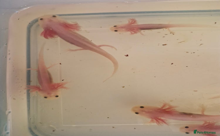 Pond Fish fish - Advert 12