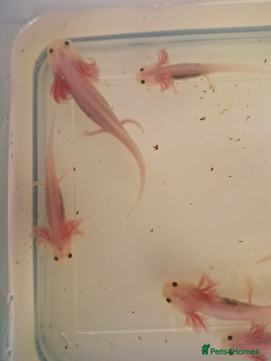 Pond Fish fish for sale: Juvenile Axolotils - Image 1
