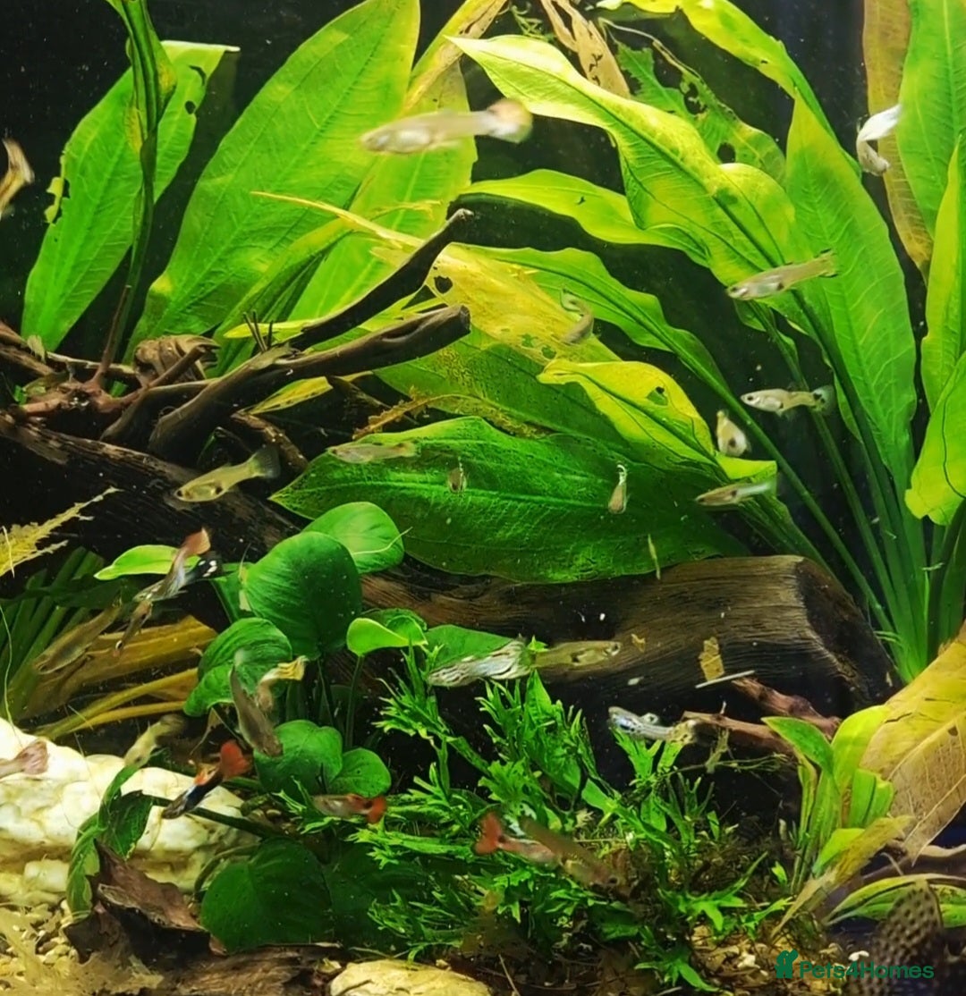 Live Bearers fish for sale: Colourful Guppies,  male and female £1 - Image 5