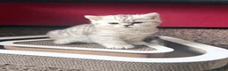 British Shorthair cats for sale: British Shorthair Tabby Female-Champion Heritage🐾 - Advert 27