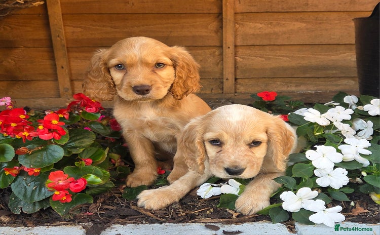 Cocker Spaniel dogs - Advert 16