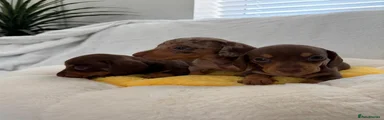 Miniature Dachshund 4
