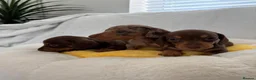 Miniature Dachshund dogs for sale: Miniature Dachshund  - Advert 4