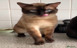 Bengal cats for sale: 2 year old cat - Image 2