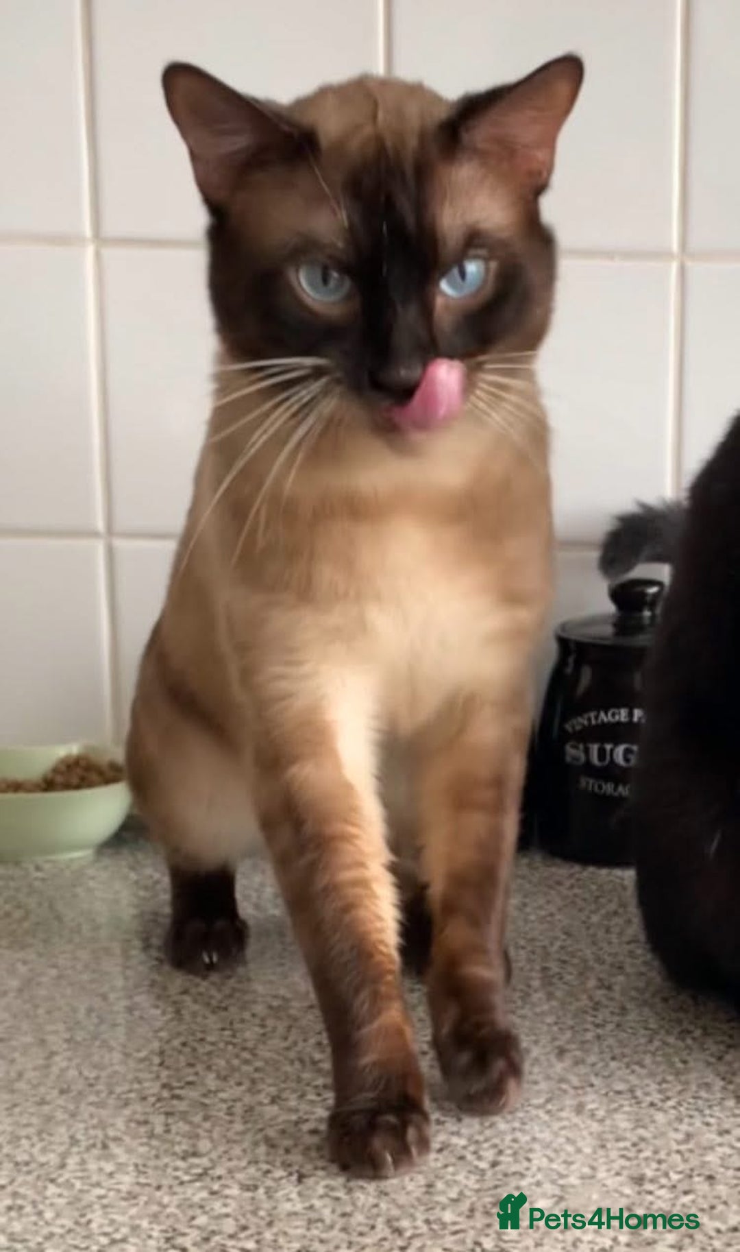 Bengal cats for sale: 2 year old cat - Image 2
