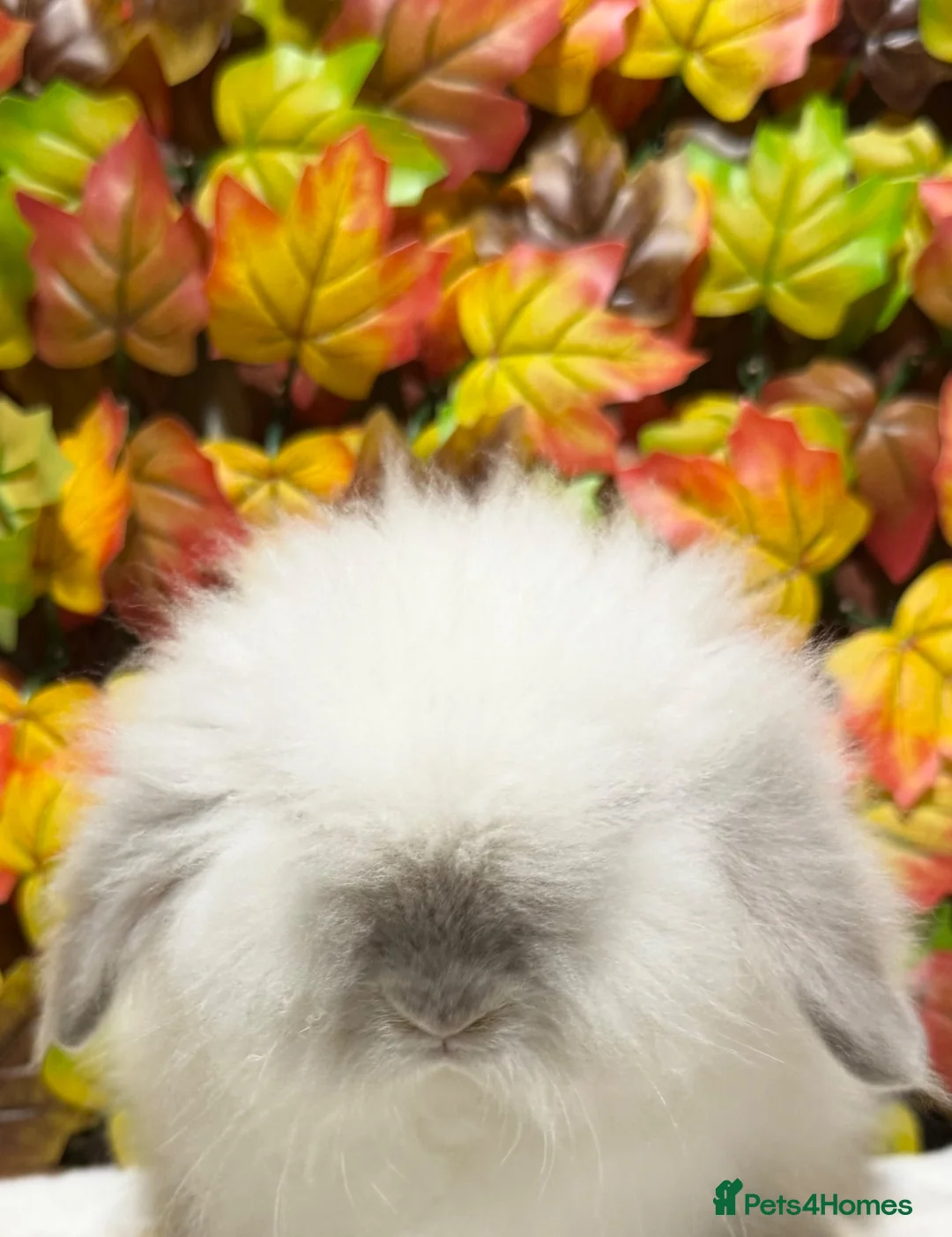 Lionhead rabbits for sale: Lion head girl and Teddywidder Boy  - Advert 8