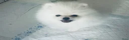 Pomeranian dogs for sale: Adorable little pom-poms looking new parents - Advert 9