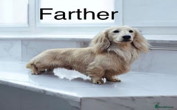 Dachshund dogs for sale: KC Reg Miniature English Cream Dachshund Puppies - Image 3