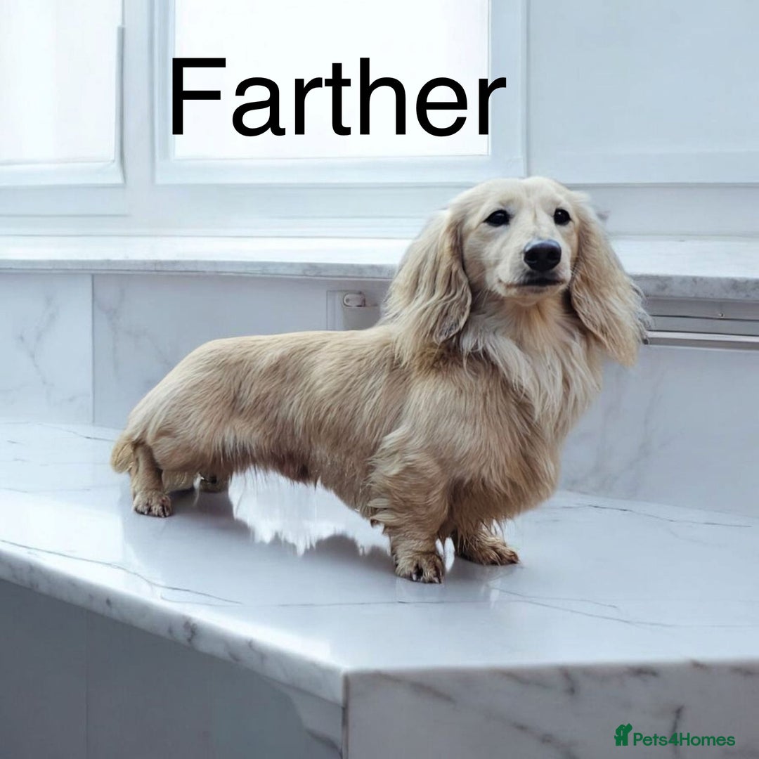 Dachshund dogs for sale: KC Reg Miniature English Cream Dachshund Puppies - Image 3