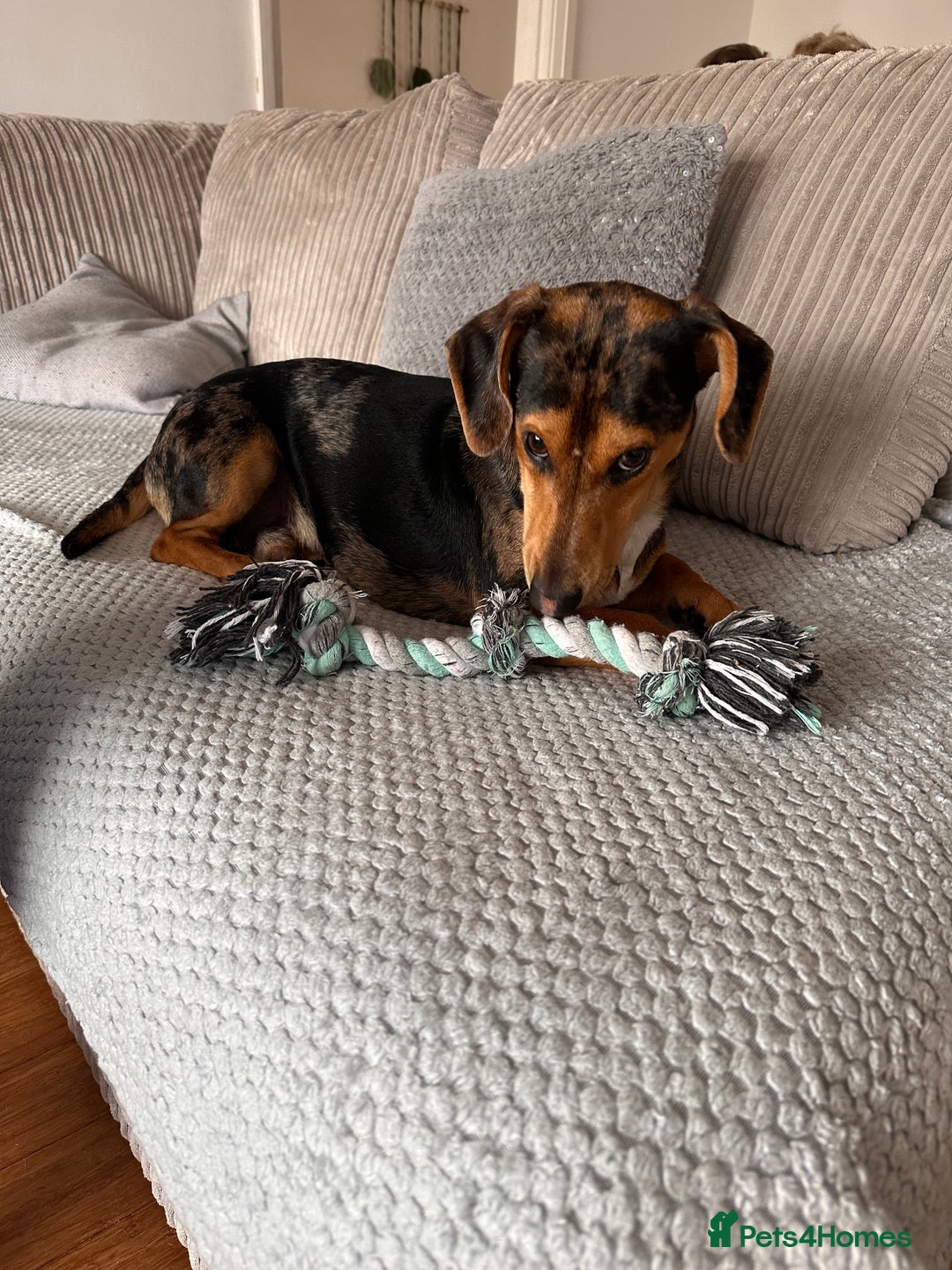 Dachshund dogs for sale: Standard dashaund wire haired  - Image 3