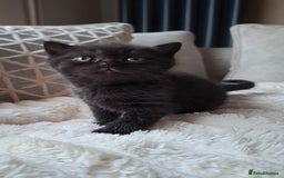 British Shorthair cats for sale: TOP QUALITY CHAMPION🏆 BRITISH SHORTHAIR KITTENS in Swadlincote - Image 4