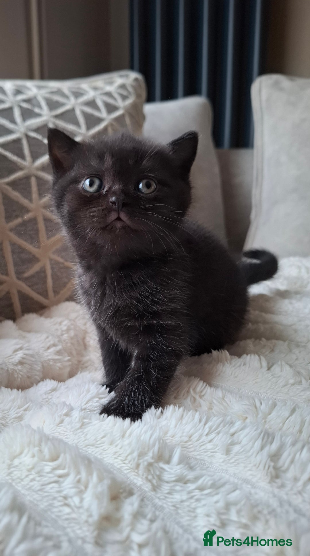 British Shorthair cats for sale: TOP QUALITY CHAMPION🏆 BRITISH SHORTHAIR KITTENS in Swadlincote - Image 4