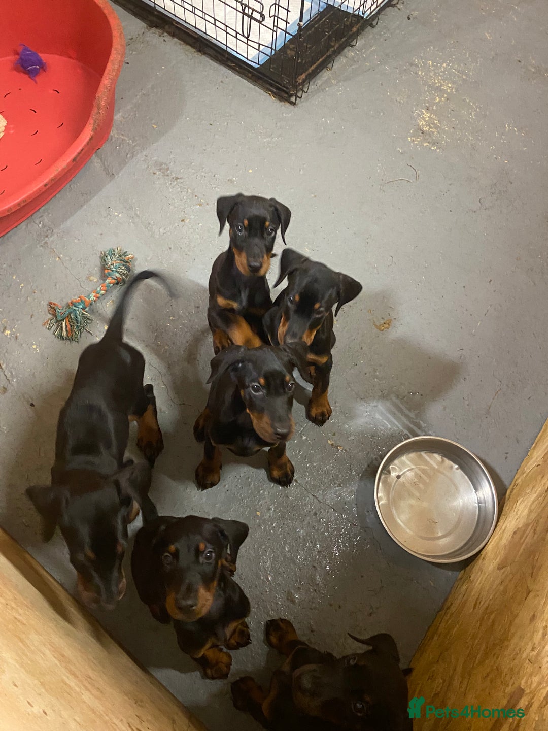 Dobermann dogs for sale: Doberman Puppies - Image 3