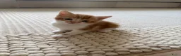 Mixed Breed cats for sale: 3 kittens  in Ipswich - Advert 4
