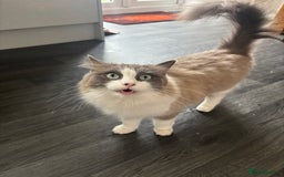 Ragdoll cats for sale: Beautiful Female Ragdoll Cat For Sale - Image 2