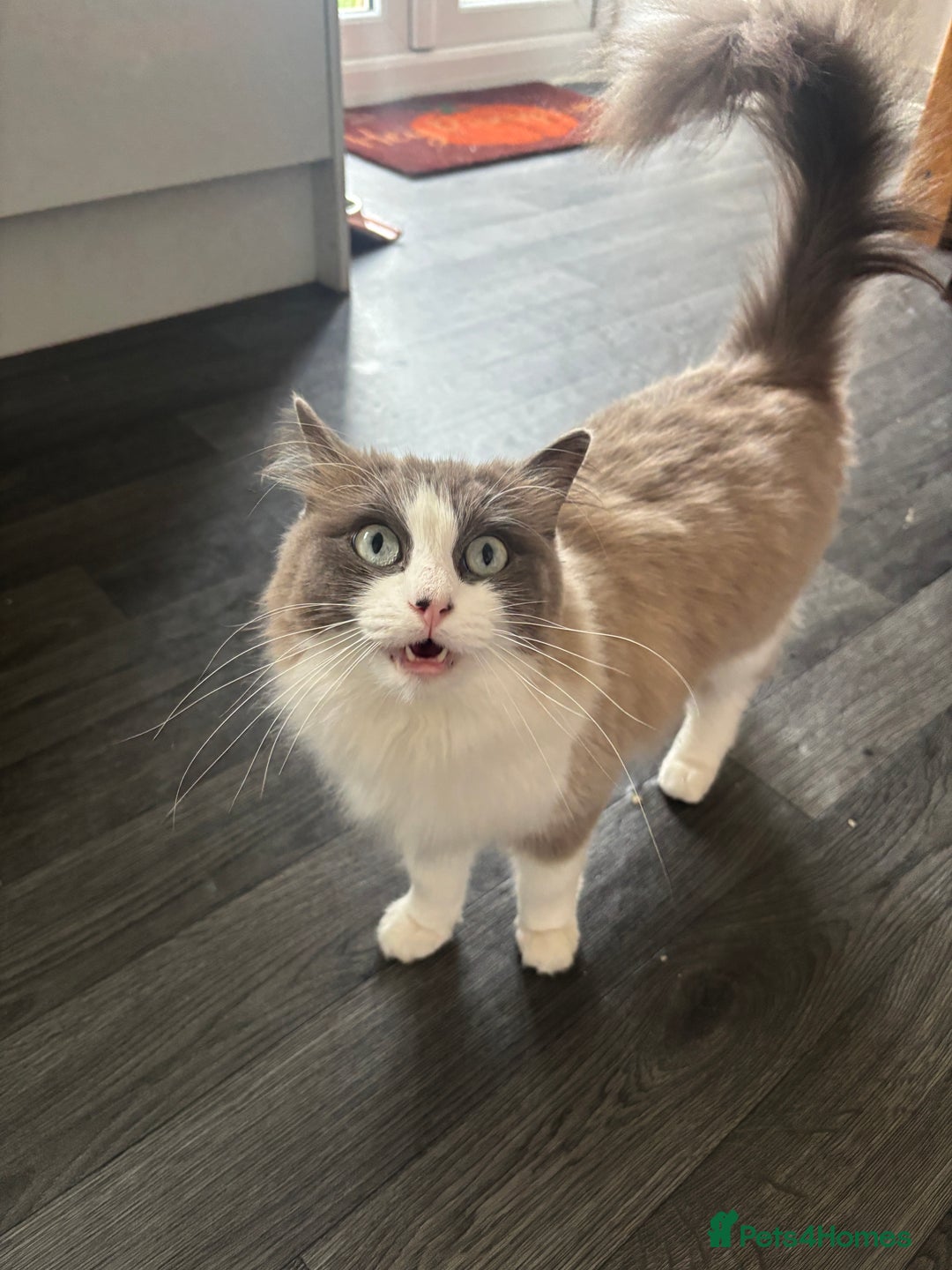 Ragdoll cats for sale: Beautiful Female Ragdoll Cat For Sale - Image 2