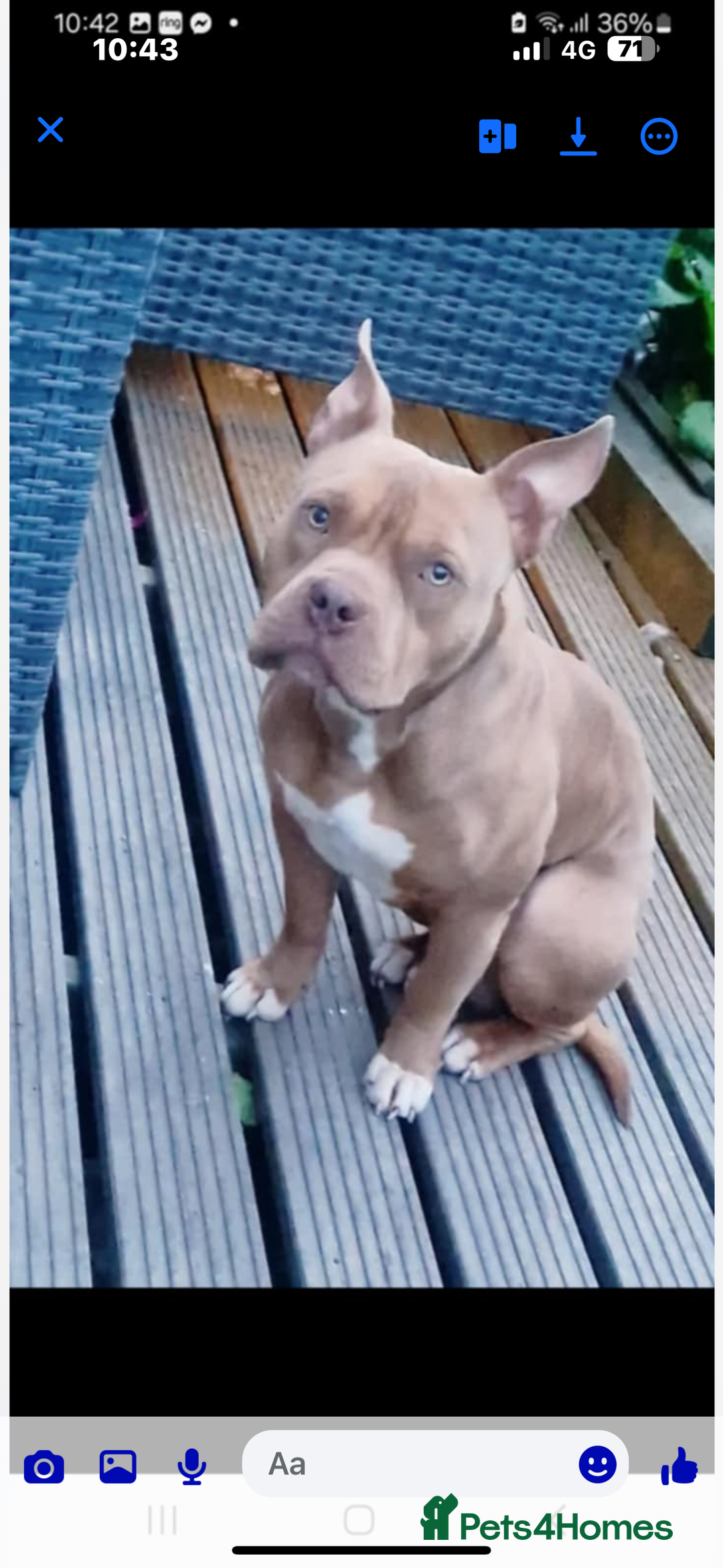American Bully dogs for sale: Pocket bull  - Advert 3