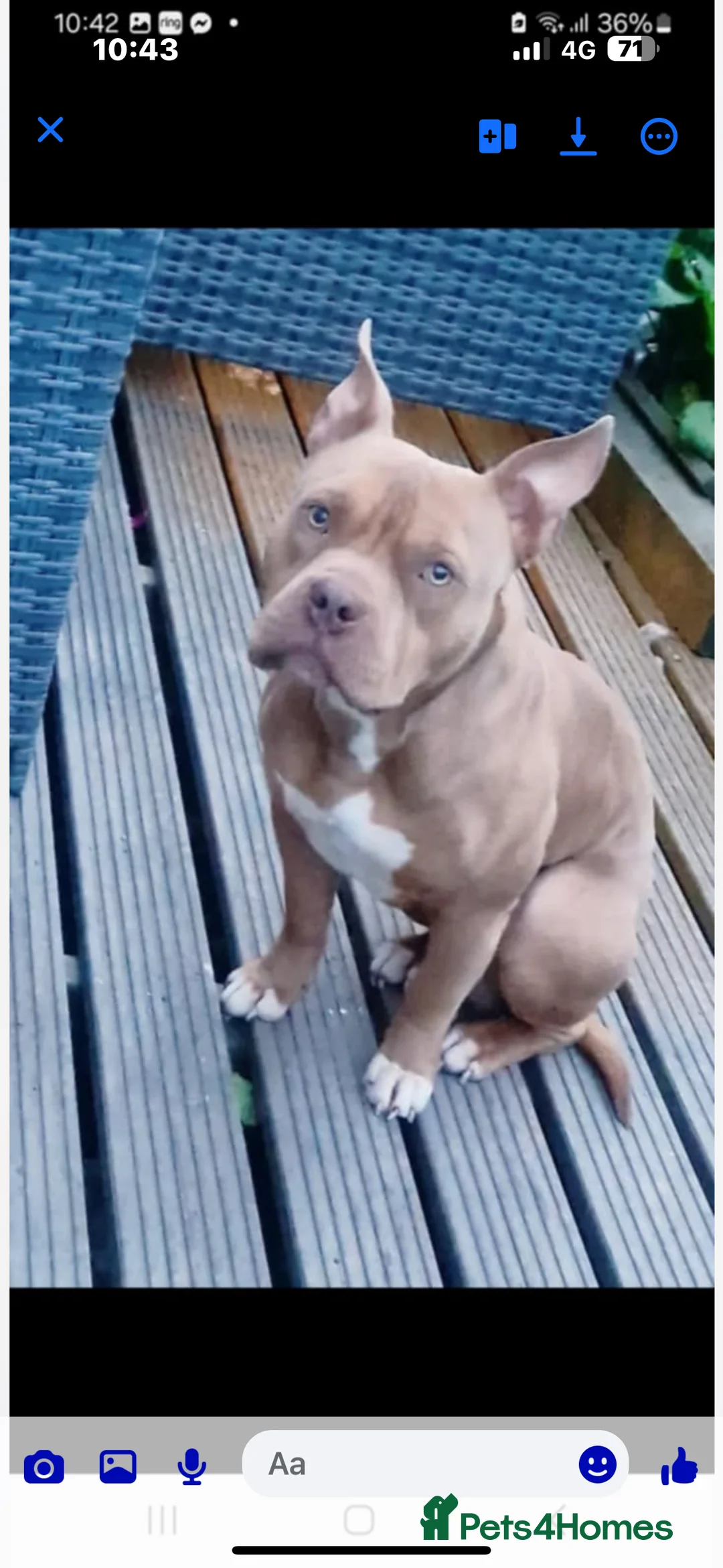 American Bully dogs for sale: Pocket bull  - Advert 3