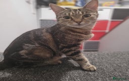 Mixed Breed cats for sale: Beautiful Female Kitten for Sale - Advert 8