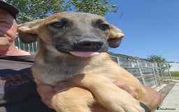Mixed Breed dogs for adoption: Dorito - Norwich Norfolk  - Image 1
