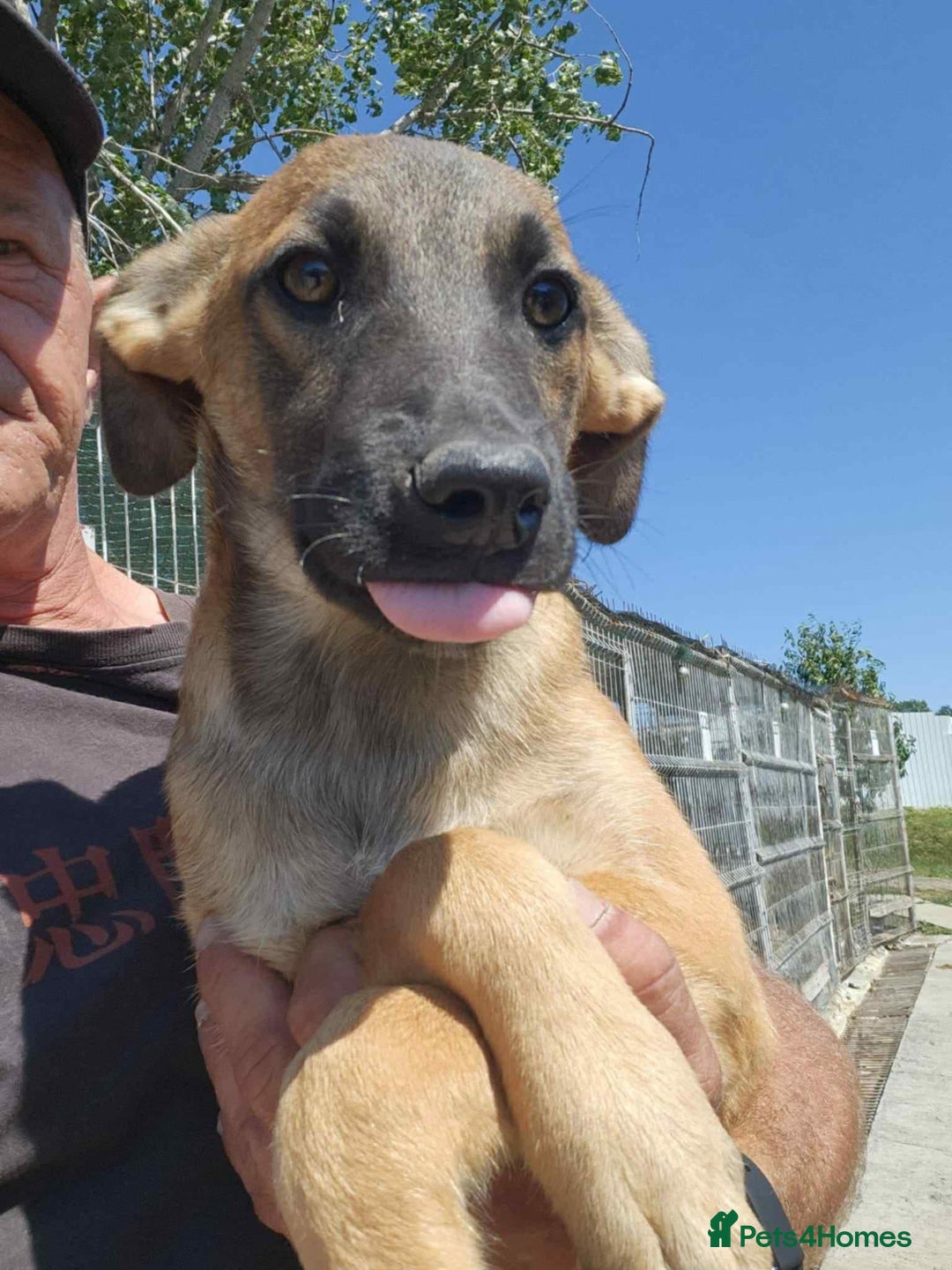 Mixed Breed dogs for adoption: Dorito - Norwich Norfolk  - Image 1