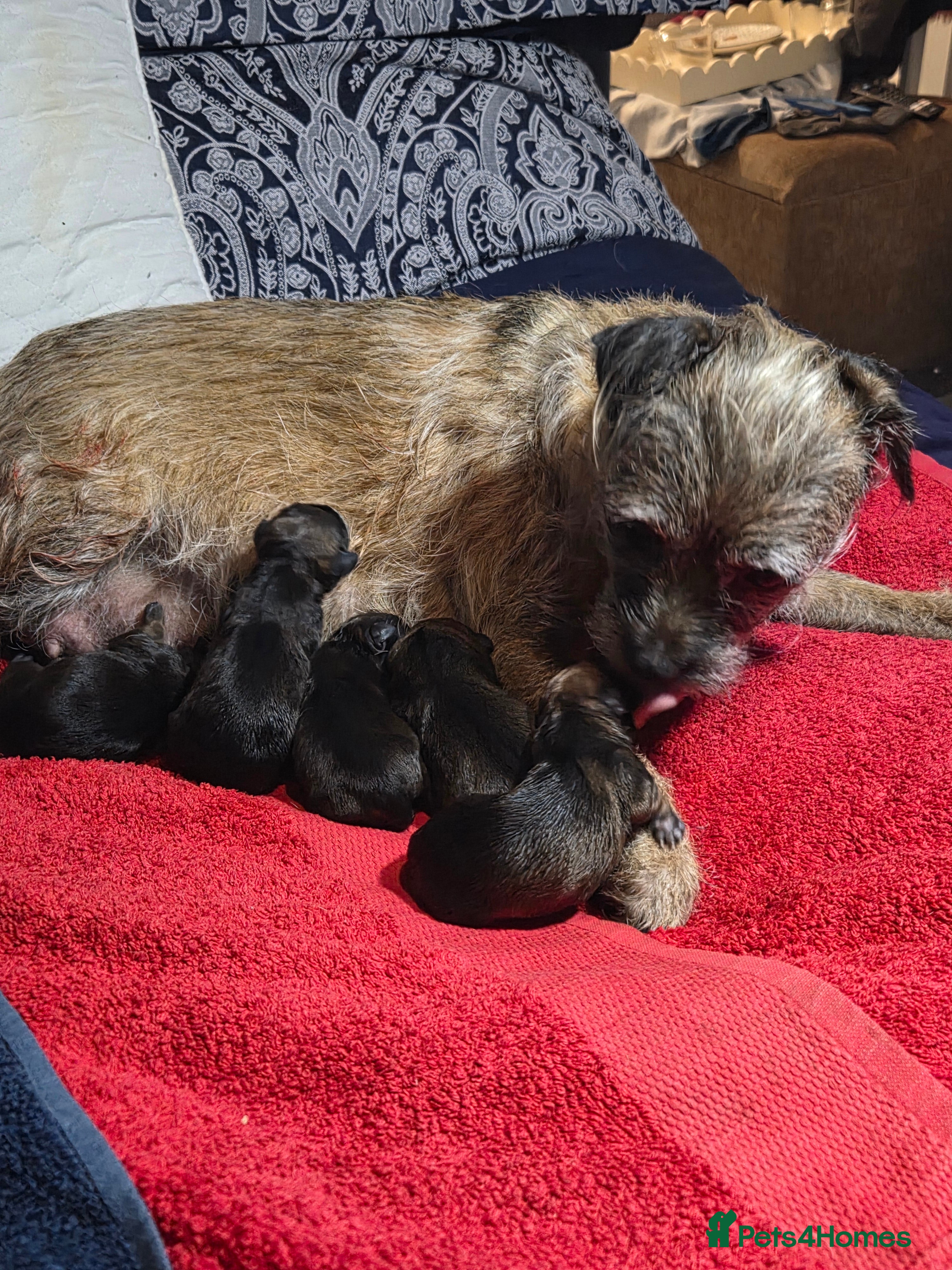 Border Terrier dogs Border terrier for sale  - Advert 10
