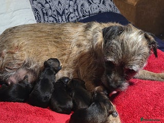 Border Terrier dogs Border terrier for sale - Advert 3
