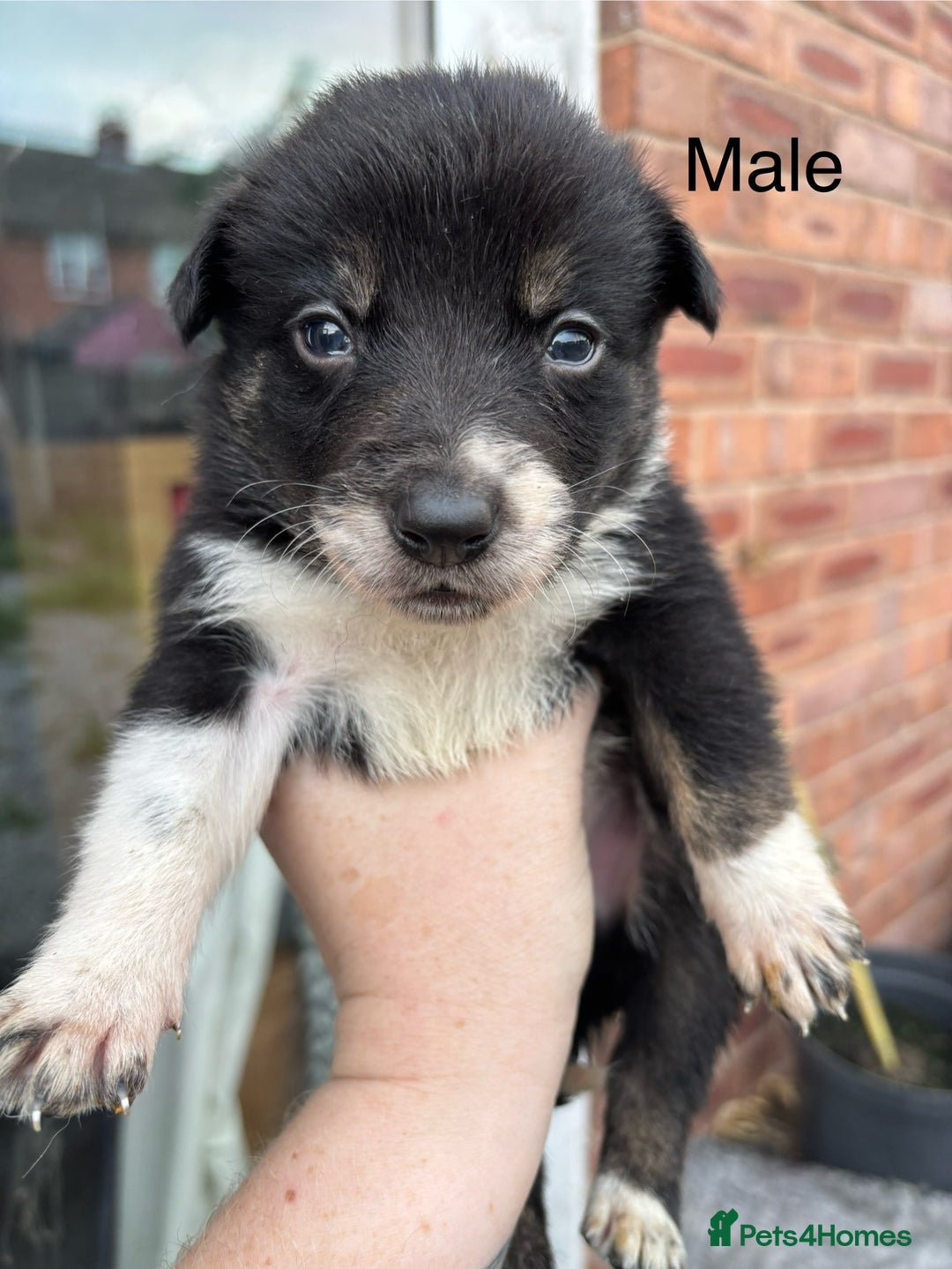 Border Collie dogs for sale: Border collie puppies for sale  - Image 5