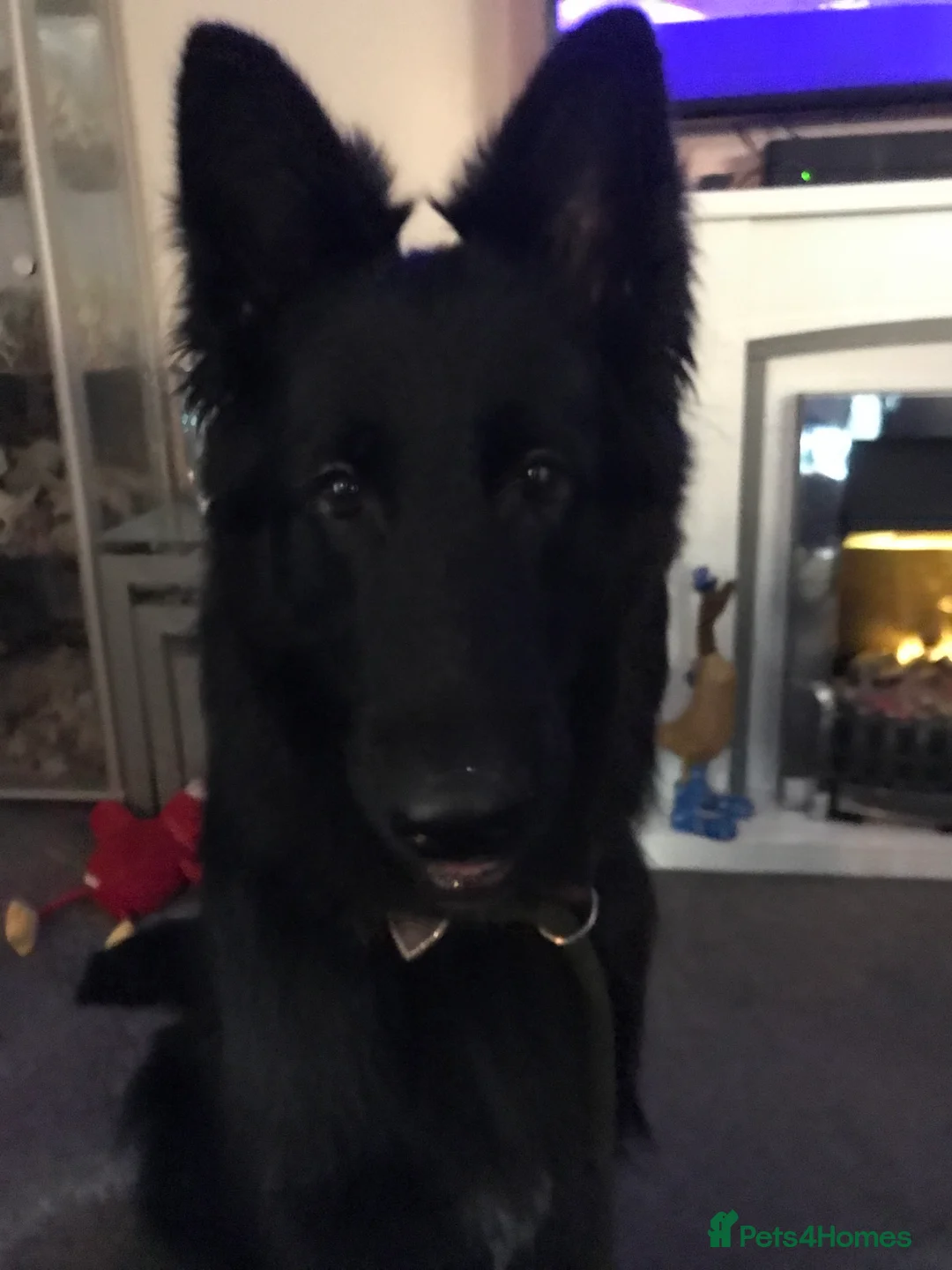 German Shepherd dogs for sale: Molly - Advert 3