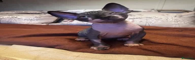 Sphynx Kitten 4