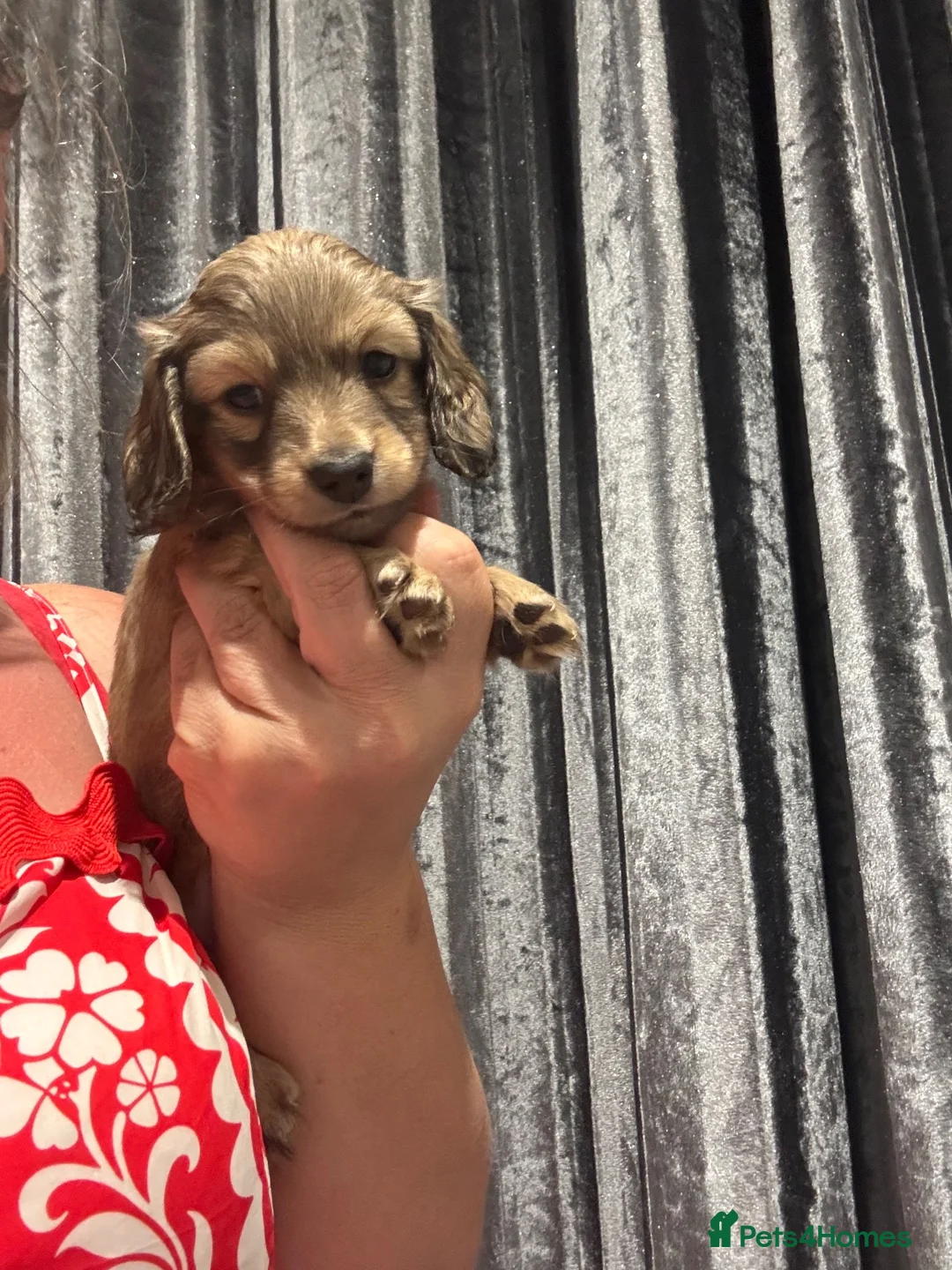 Dachshund dogs for sale: 8 weeks old English cream puppy  - Advert 1