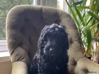 Mixed Breed dogs Beautiful boy Puppies ready to leave - Advert 3