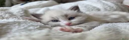 Ragdoll cats for sale: Pure Ragdoll Kittens 🌸 - Advert 13
