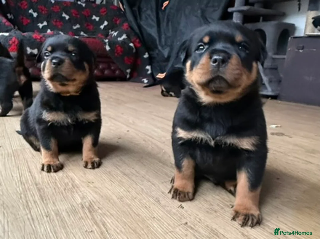 Rottweiler dogs for sale: Champion-Bred Rottweiler Puppies for Loving Homes - Advert 12