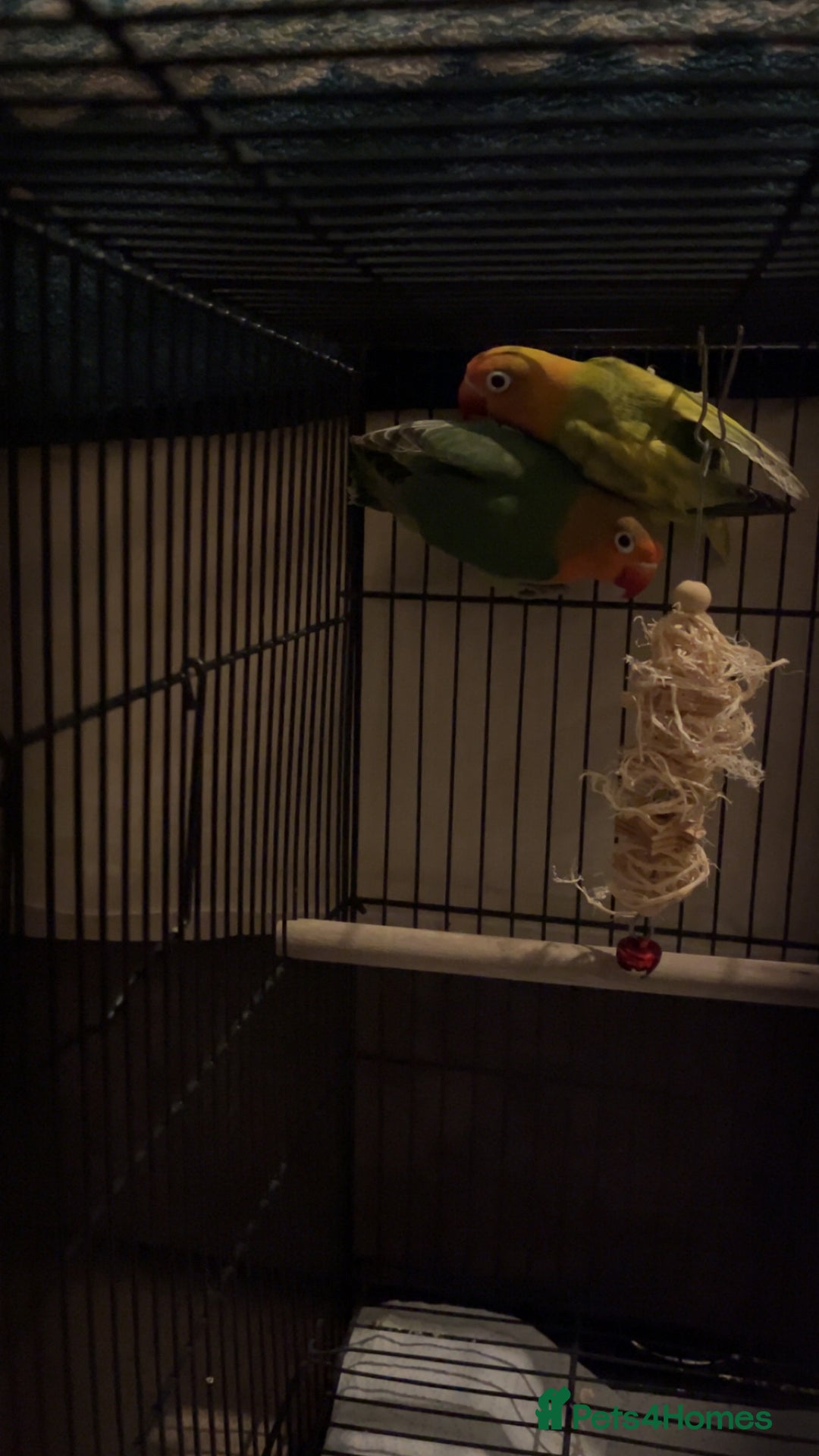 Lovebirds birds for sale: Lovebirds FOR SALE!!! - Advert 8