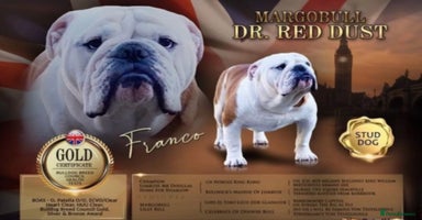 English Bulldog dogs - Advert 3