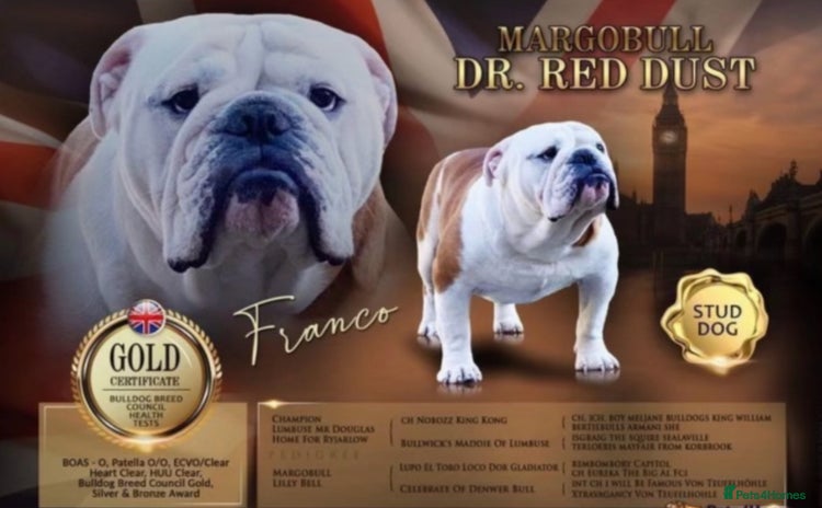 English Bulldog dogs - Advert 4