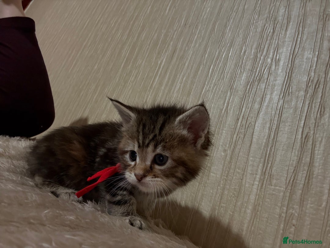 Maine Coon cats for sale: Maine Coon Type Kittens — Fluffy, Friendly - Advert 2