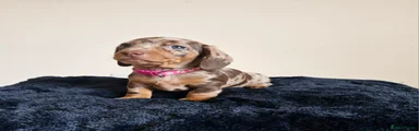 Miniature Dachshund Puppy 6