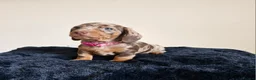 Miniature Dachshund dogs for sale: Gorgeous KC registered Miniature Dachshunds - Advert 9