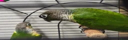 Conures birds for sale: breeding pair of conures in Dover - Advert 4