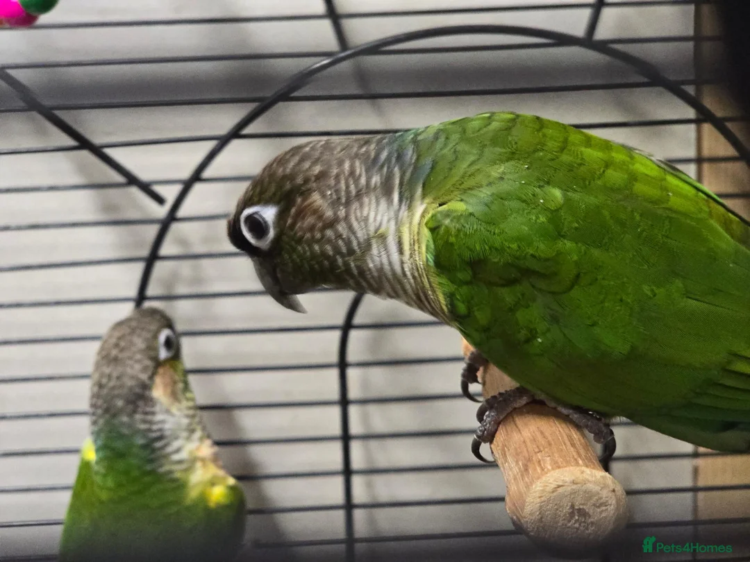 Conures birds for sale: breeding pair of conures in Dover - Advert 4