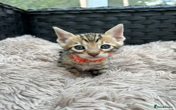 Bengal cats for sale: ❤️ PURE BENGAL KITTENS FOR RESERVATION! ❤️ in Birmingham - Image 24