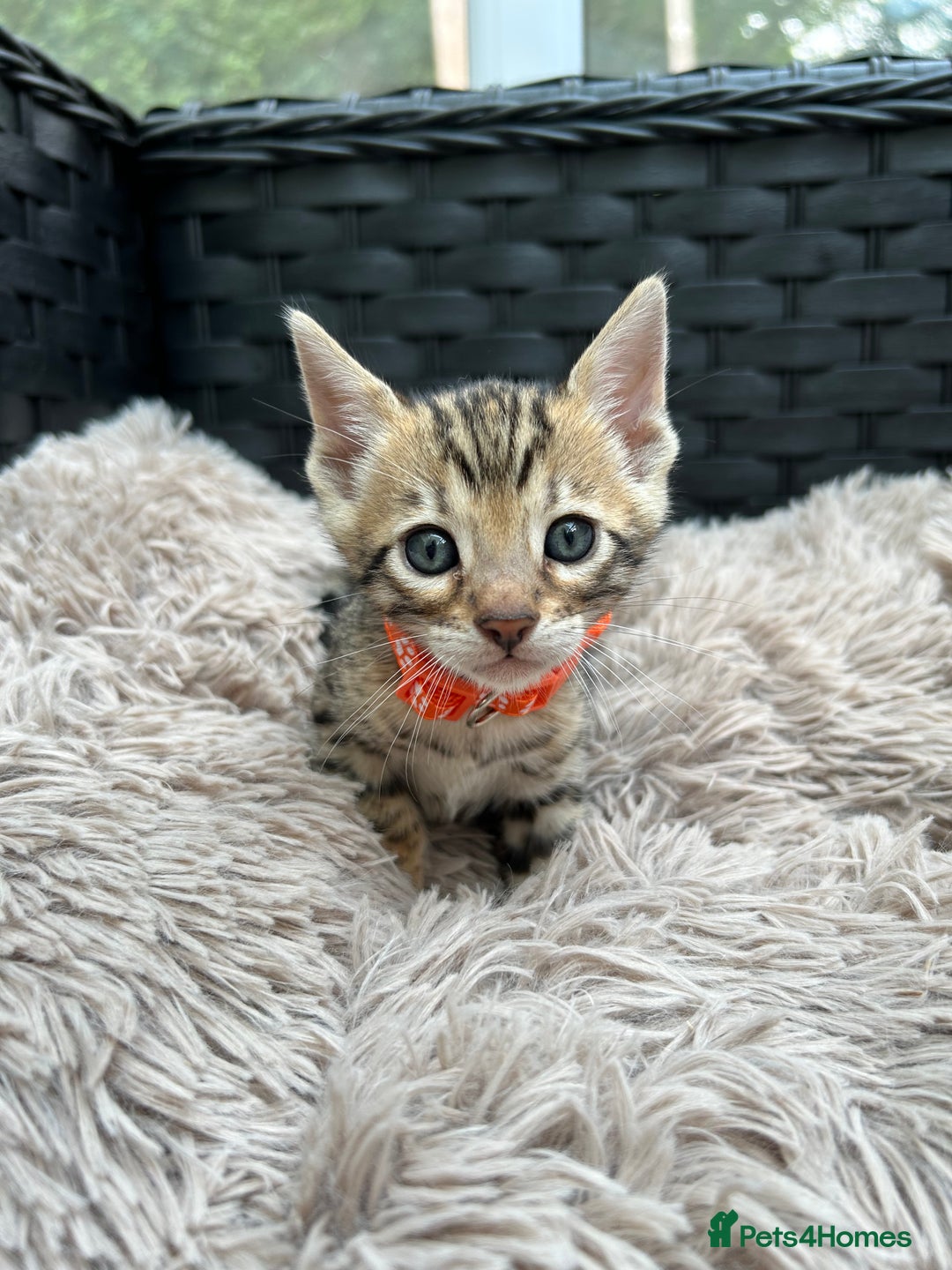 Bengal cats for sale: ❤️ PURE BENGAL KITTENS FOR RESERVATION! ❤️ in Birmingham - Image 24