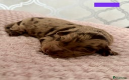 Labradoodle dogs for sale: Adorable Miniature Labradoodles  - Image 5