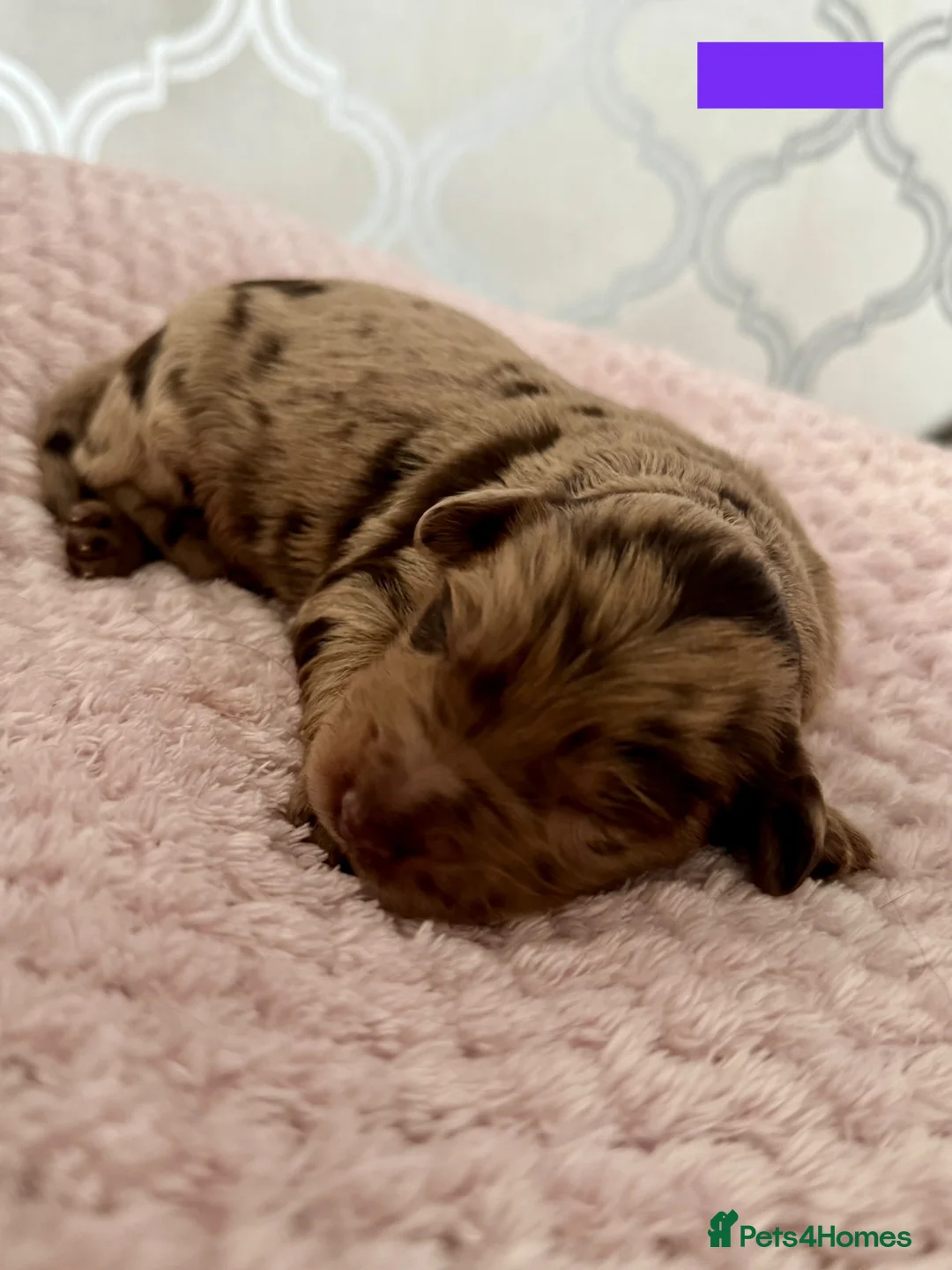 Labradoodle dogs for sale: Remaining boy Adorable Miniature Labradoodles left - Advert 25