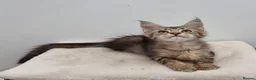 Maine Coon cats for sale: Registered Pedigree Maine Coon Kittens for sale  - Advert 7