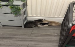 Ragamese cats for sale: Beautiful ragamese/bengal  - Image 12